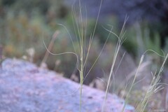 Stipa lagascae