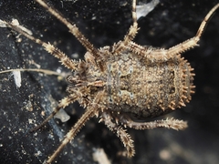 Lacinius horridus