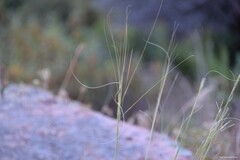 Stipa lagascae
