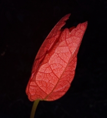 Passiflora tholozanii
