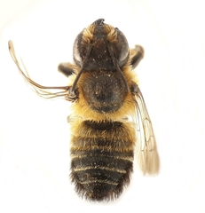 Megachile willughbiella