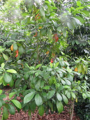 Tabernaemontana aurantiaca