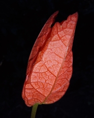 Passiflora tholozanii
