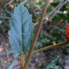 Passiflora tholozanii