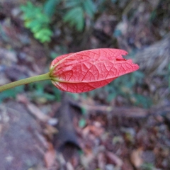 Passiflora tholozanii