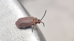 Xanthogaleruca maculicollis