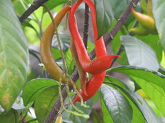 Tabernaemontana aurantiaca