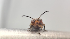 Xanthogaleruca maculicollis