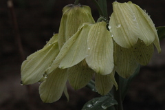 Fritillaria pallidiflora