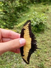 Heraclides androgeus epidaurus