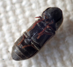 Ptilinus