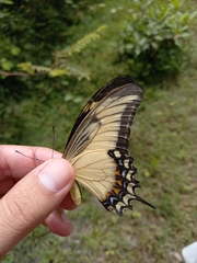 Heraclides androgeus epidaurus