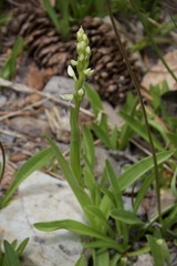 Platanthera dilatata