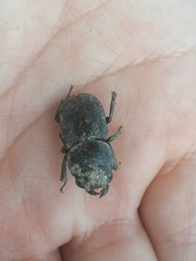 Dorcus parallelipipedus
