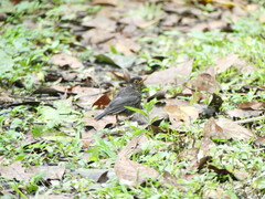 Catharus maculatus