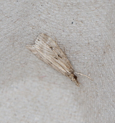 Eudonia pallida