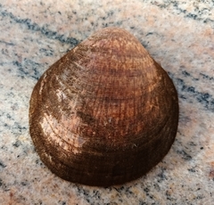 Glycymeris glycymeris