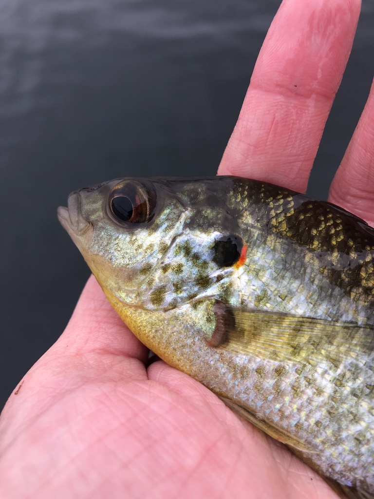 Redear sunfish from rancho seco reservoir herald ca us on november 3