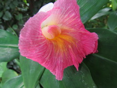 Costus phyllocephalus