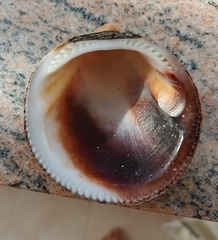 Glycymeris glycymeris