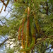Prosopis laevigata - Photo (c) Opuntia Cadereytensis，保留部份權利CC BY-NC