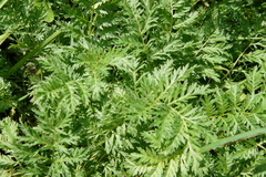 Artemisia armeniaca
