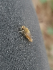 Diptera
