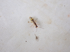 Malthinus seriepunctatus