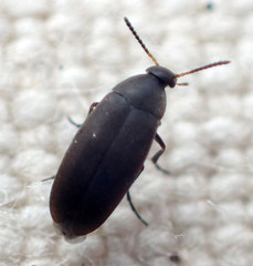 Anaspis atrata