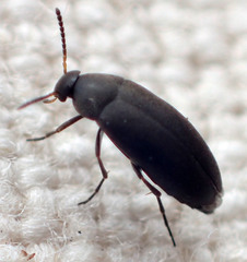 Anaspis atrata