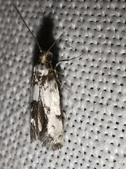 Episcythris triangulella