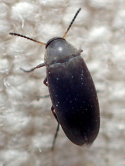 Anaspis atrata