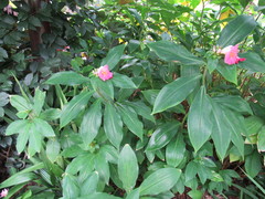 Costus phyllocephalus