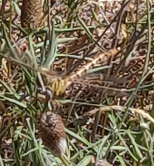 Erpetogomphus designatus