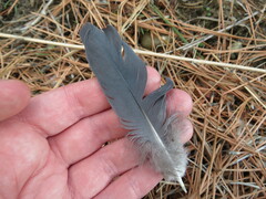 Patagioenas picazuro