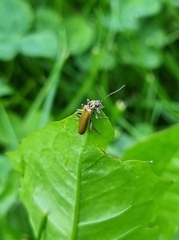 Cantharis figurata