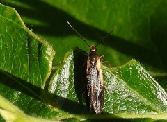 Mathildana newmanella