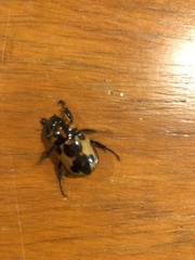 Cyclocephala deceptor