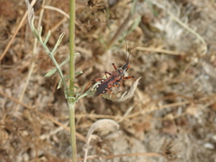 Rhynocoris cuspidatus