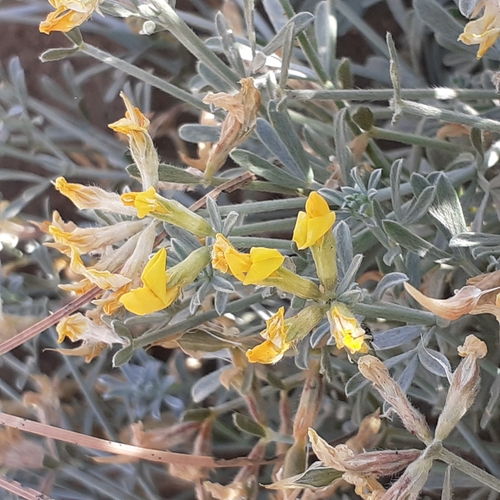Poor-Man's Weed (Lotus spartioides)