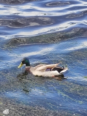 Anas platyrhynchos