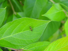 Trypherus frisoni