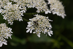 Symmorphus bifasciatus