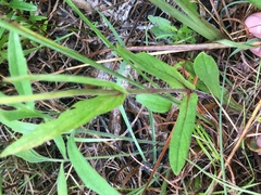 Penstemon tenuiflorus
