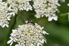 Symmorphus bifasciatus