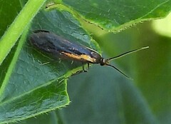 Mathildana newmanella