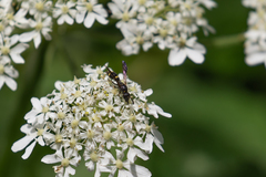 Symmorphus bifasciatus