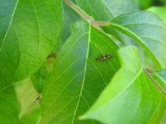 Trypherus frisoni
