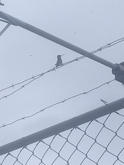 Chlorostilbon mellisugus