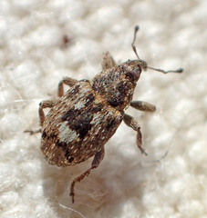 Sibinia maculata